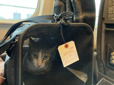 猫を連れて新幹線で帰省しました｜ペットを新幹線に乗せる際の料金とルール