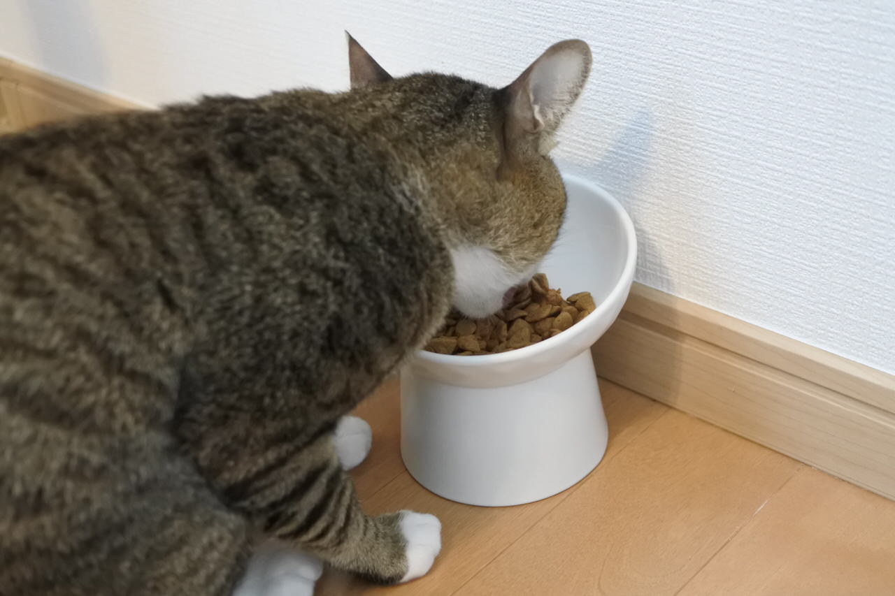 猫　エサを食べる