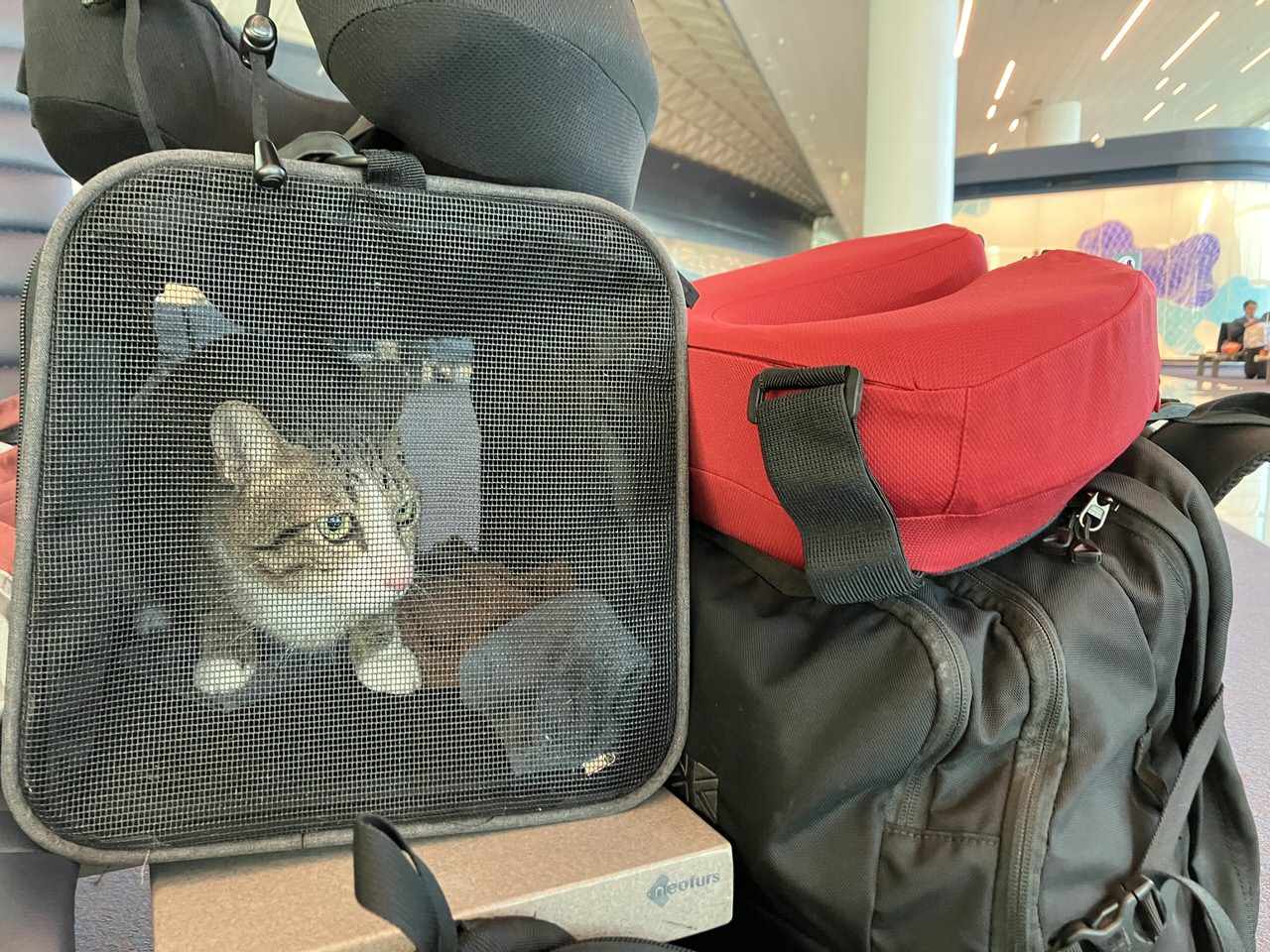 猫　飛行機　搭乗待ち