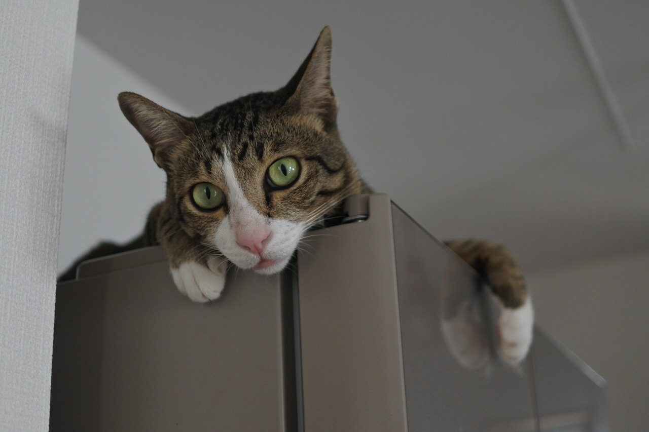 猫　冷蔵庫の上